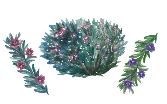 Elevating Your Design Projects with Premium Watercolor Botanical PNGs